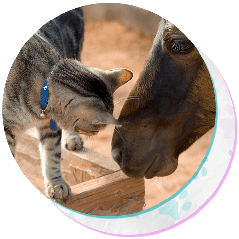 Cat and young foal sniff noses
